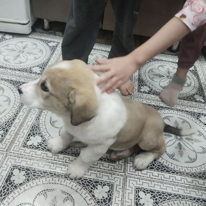 Алабай щенок продаётся