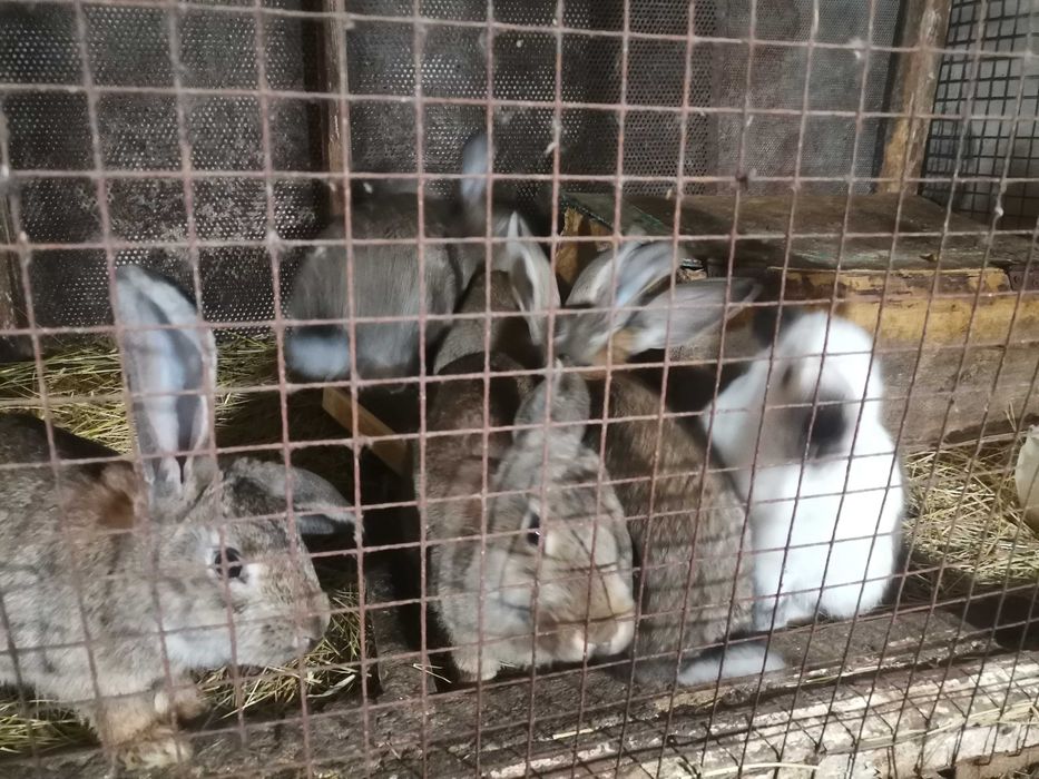Продам крольчат 4 месяца