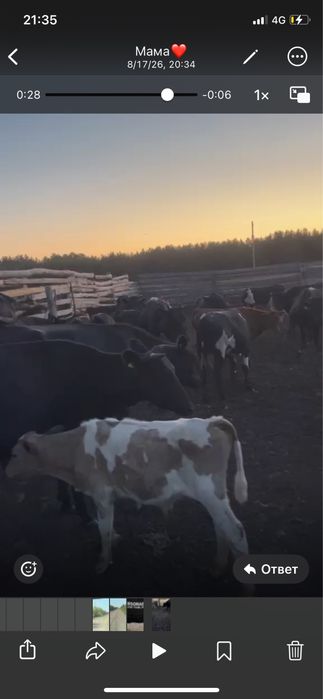 Продам крс любой возраст