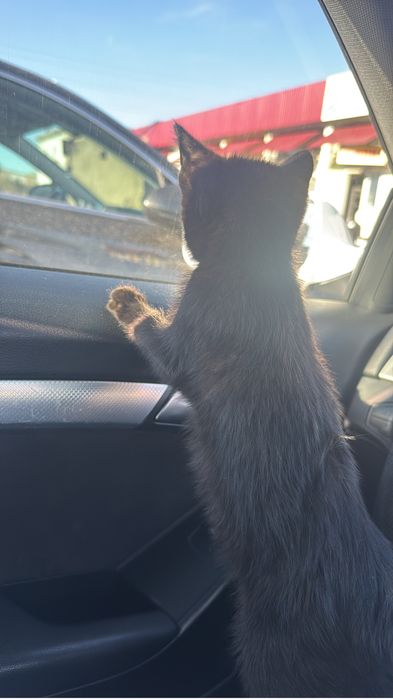 Отдам котенка даром малыш чистенький