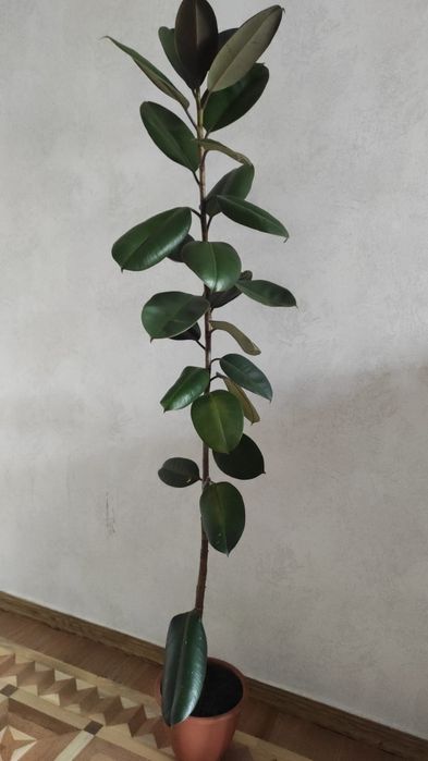 Продам фикус черный принц