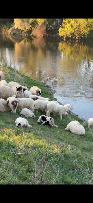 Miei de calitate !!!
