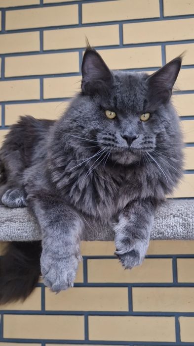 Котята мейн-куны .