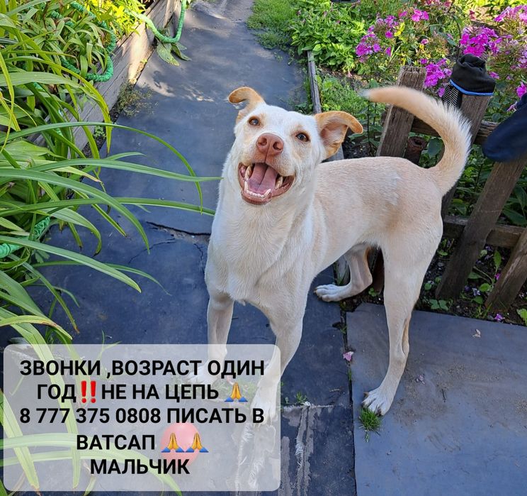 Собачки в частный дом.