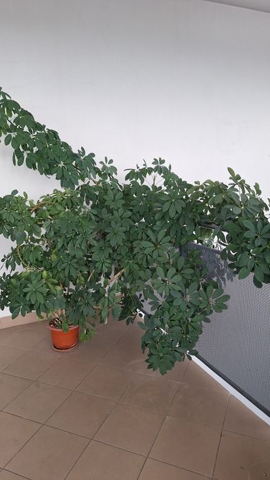 Vând plantă de interior"Arborele Umbrela "