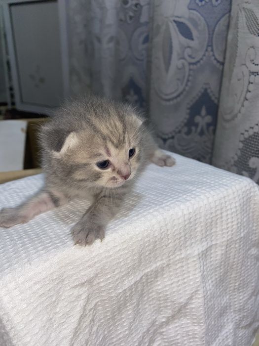 Tatyana Skoroxodovaning yalangoch fotosurati