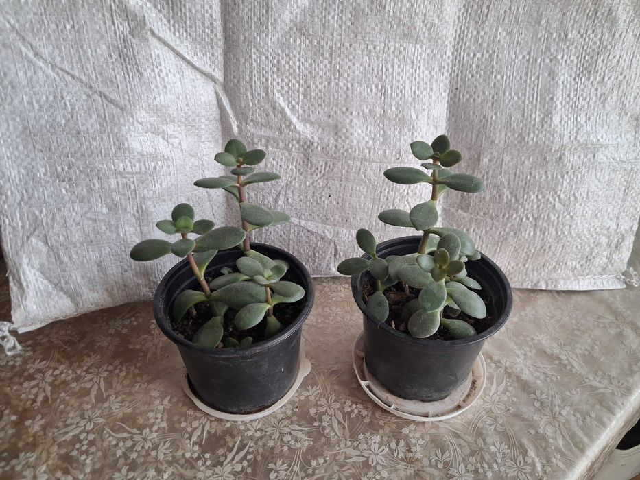 3 композиции с кактуси и сукуленти и 2 броя дърво на живота