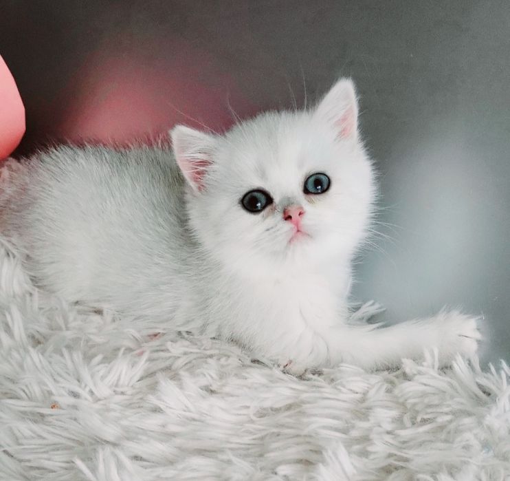 Британские котята