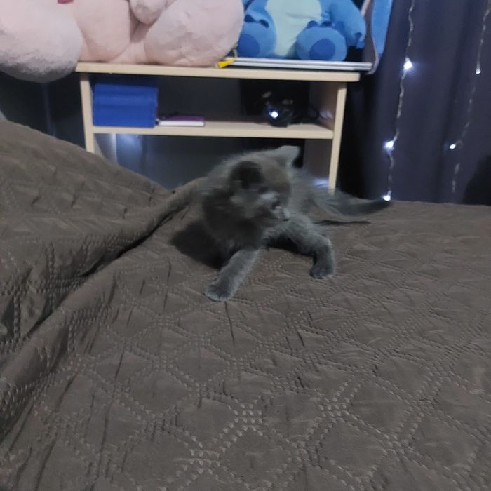 Отдам в добрые руки