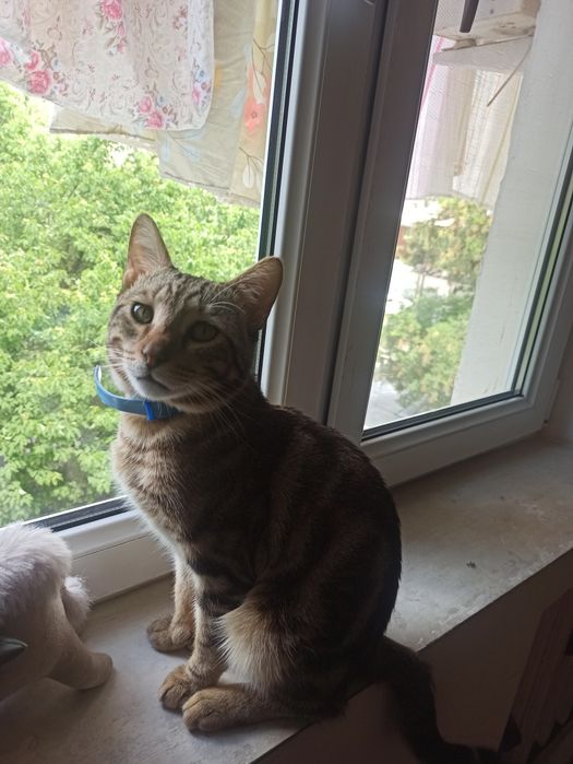 Котик на час или на день