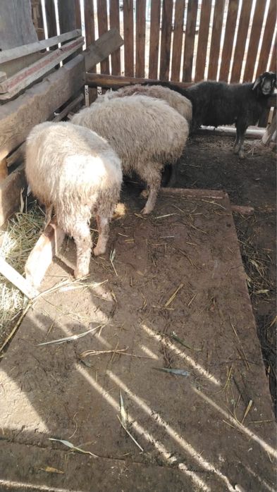 Семіз қой тоқтылар сатылады