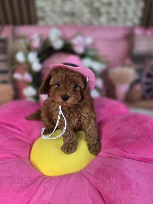 Той пудел/ Тоу poodle - Генетични тестове , здрави родителили
