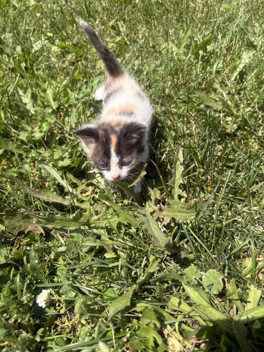Отдам милых котят