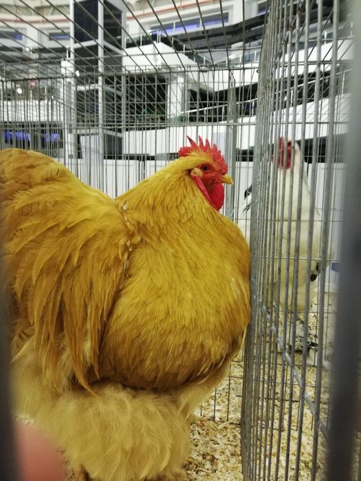 Găini Cochinchina urias galben