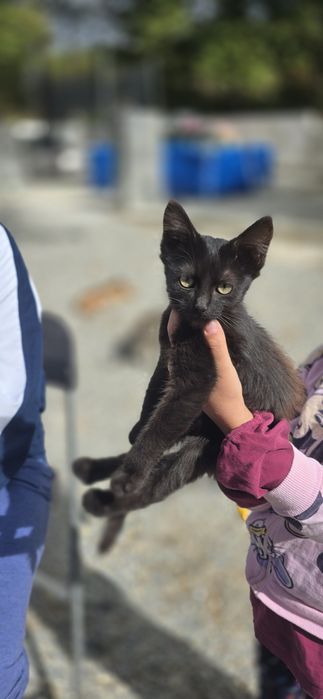 Pui de pisica spre adopție,