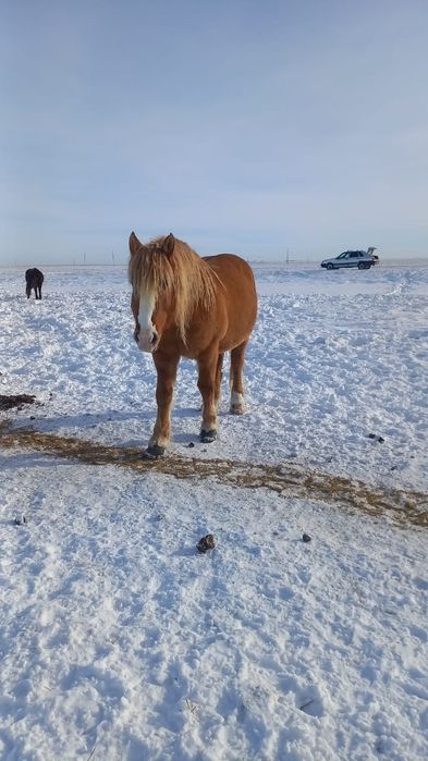Продажа лошедеи на разведение