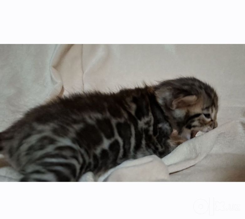 Чистокровные Бенгальские котята