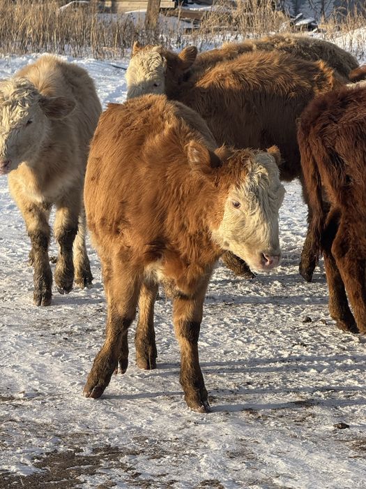 Ұрғашы баспақ сатылады