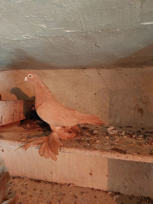 Продам породистых голубей