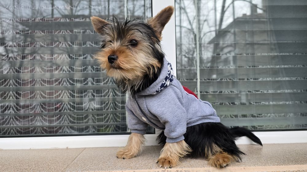 Йоркширски териер,момче със всички аксесоари