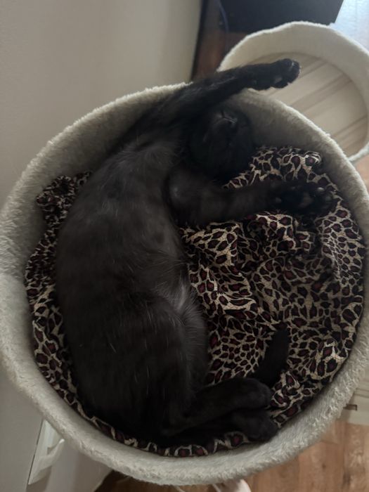 котенок ищет семью