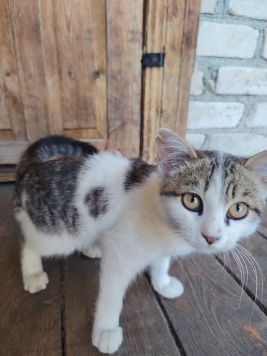 Отдаю котенка даром.