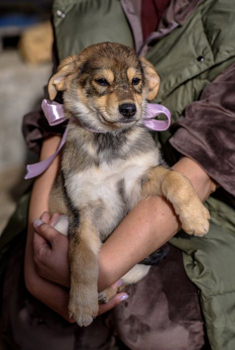 Ищем дом и любящие сердца для щенков!