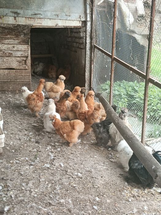 Яйца, патета, пилета, пъдпъдъци,копринки.