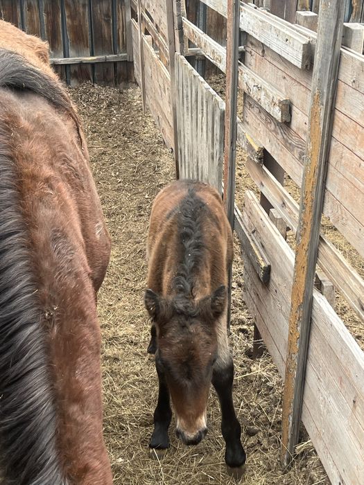 Бие құлынымен Кабыла