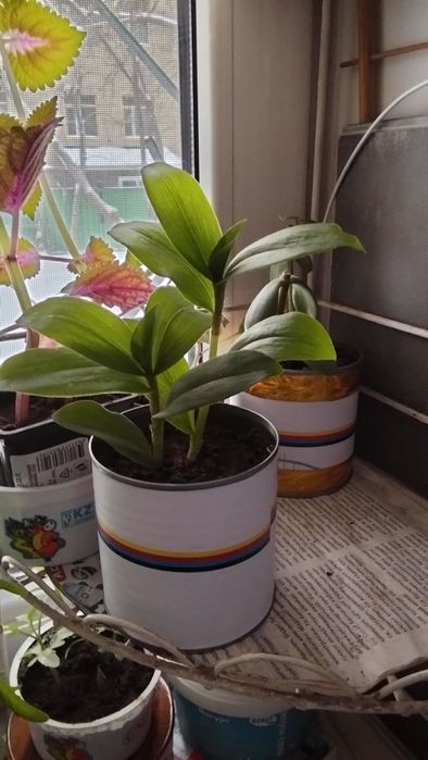 Цветов много всё хорошие