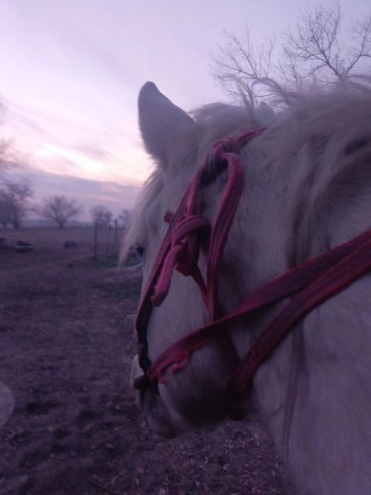 2 ай байланған семіз 5 жасар жылқы сатылады