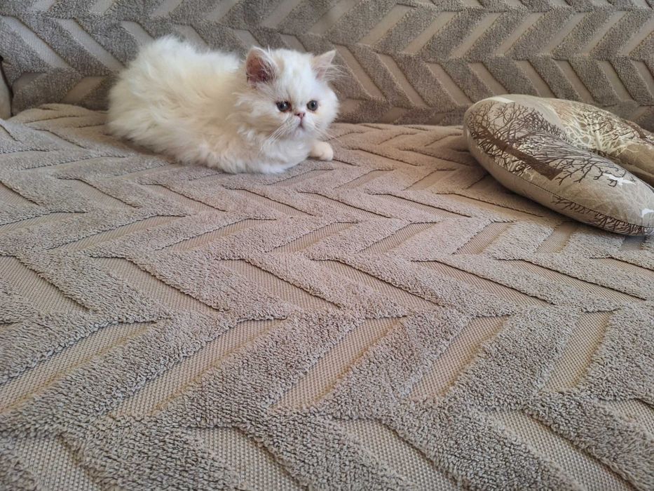 Персийски котенца