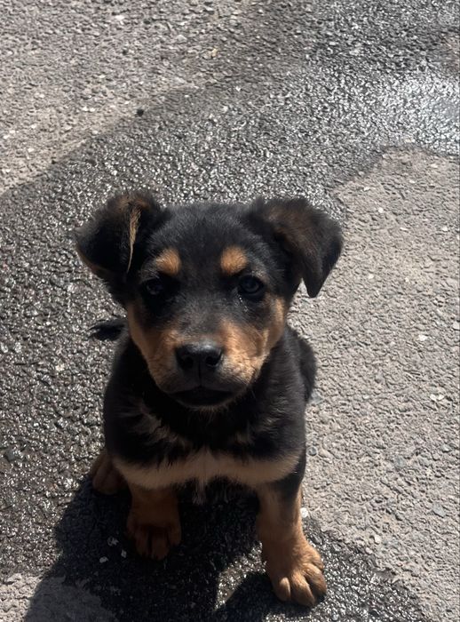 Щенок ВЕО мальчик