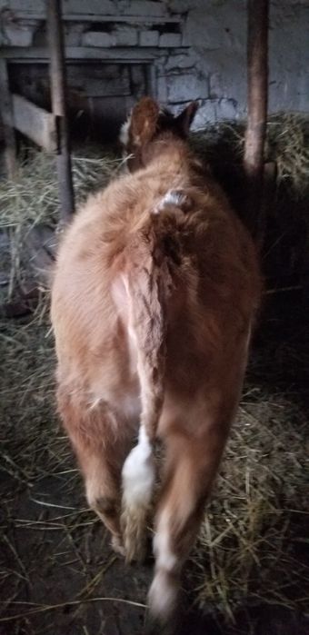 Vand vitele intarcate