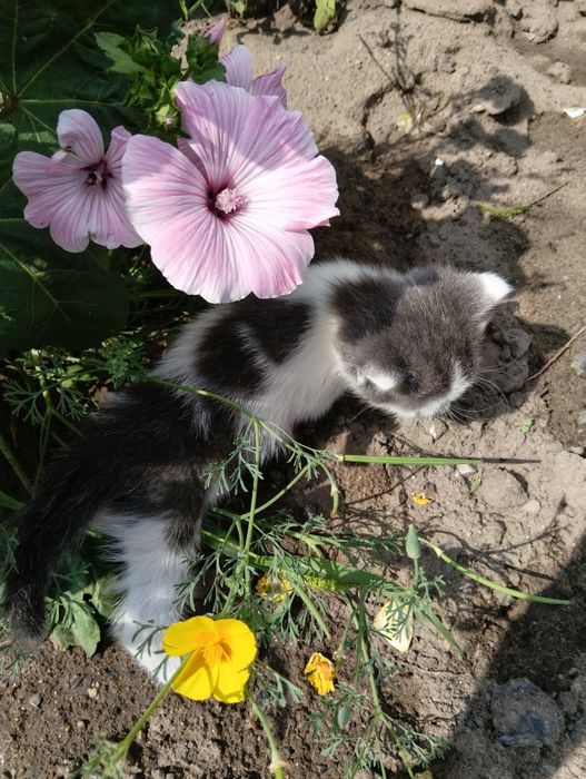 Очаровательные котята в добрые руки.