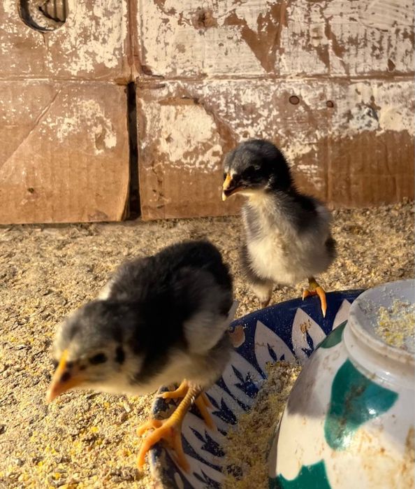 Qora shaxzoda tovuq xo’roz