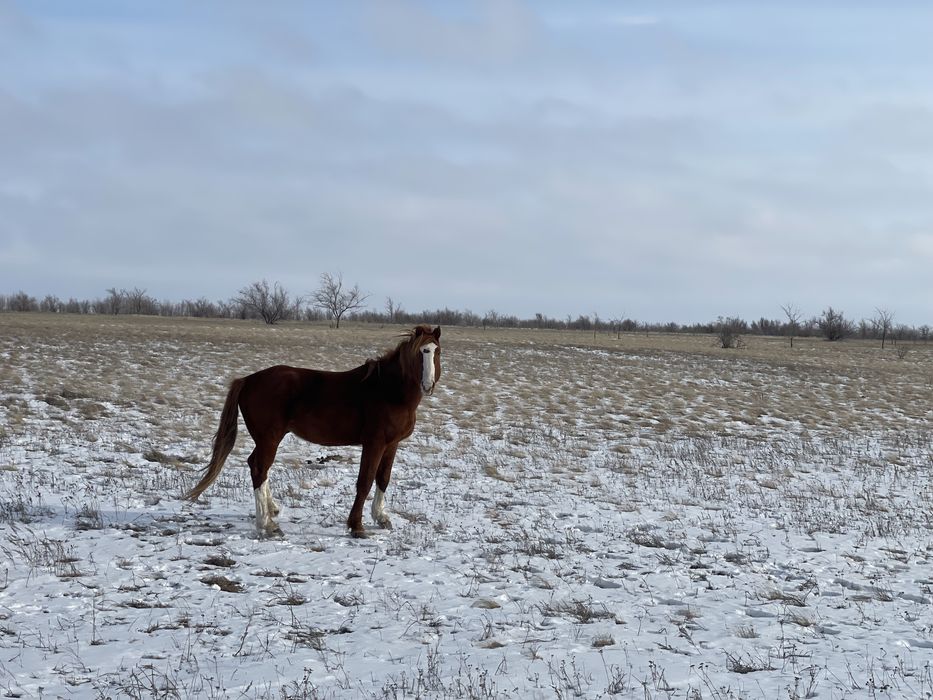 Жақсы айғыр 7-8 ж./ Жеребец 7-8 лет