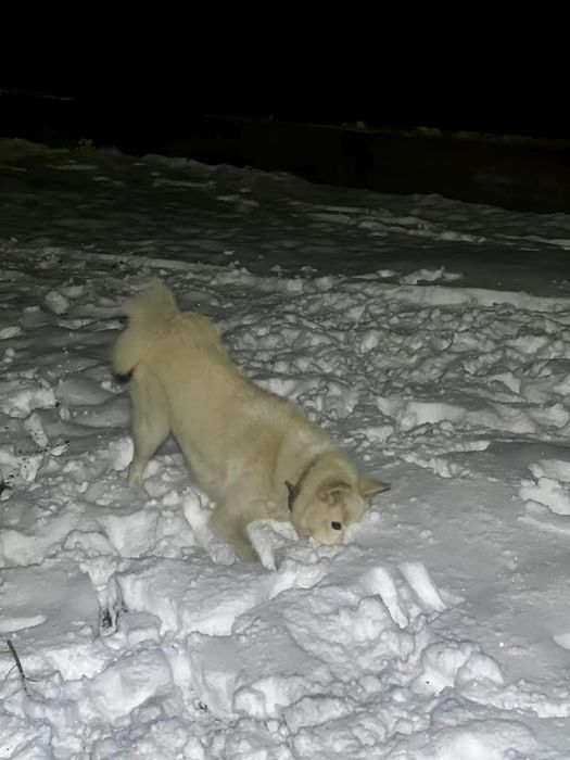 продам лайку сучка