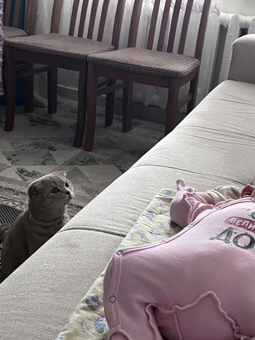 Шотландская вислоухая кошка