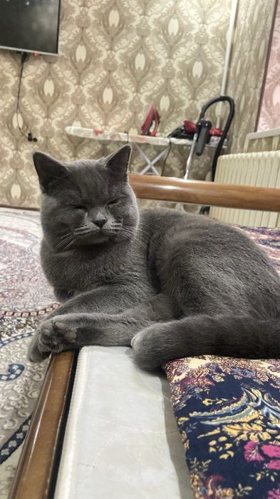 Британская кошка мужского пола