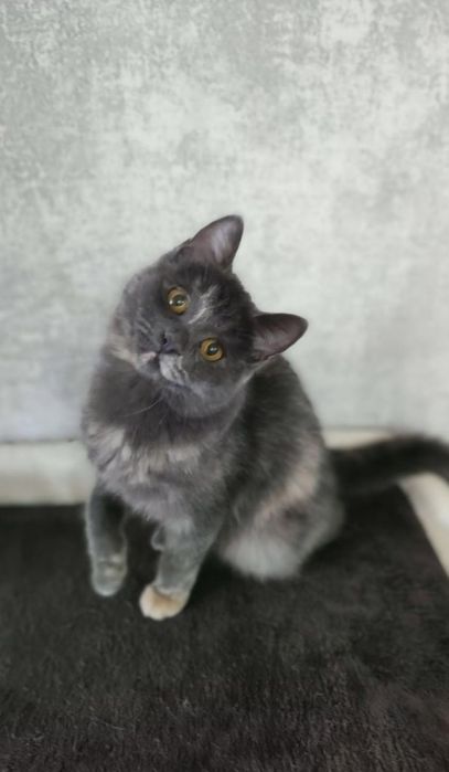 Кошечка в добрые руки