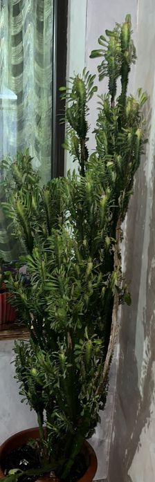 Комнатные цветы ..