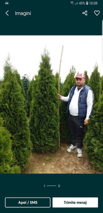 Tuia smaragd de mai multe dimensiuni