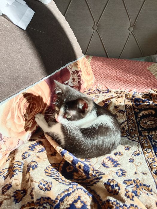 Котёнок черно - белый