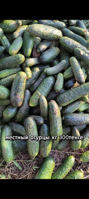 Огурцы местный оптом 250т