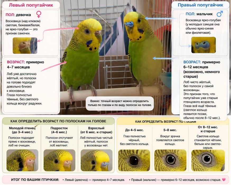 Продаются волнистые попугайчики