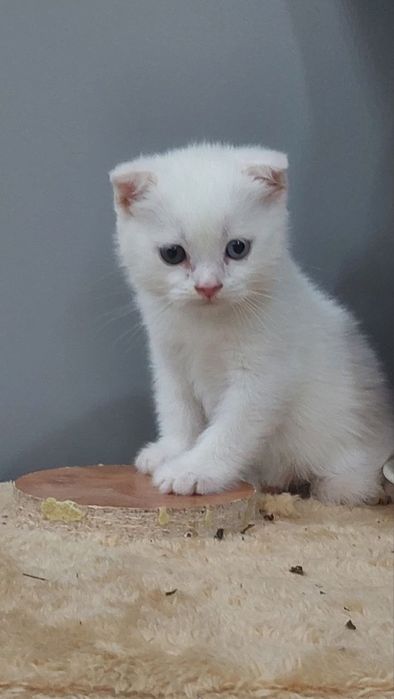 Котята продаются