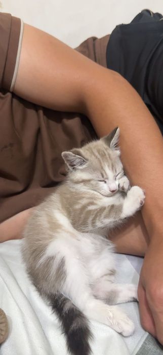 Отдам котенка девочку (3,5 месяца)