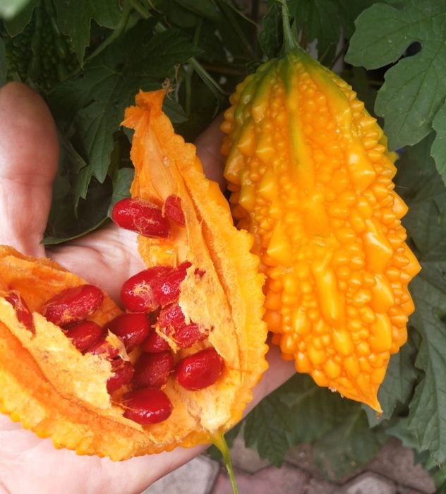 Семена маракуйи мамордики питахайя молочай миля орхидея