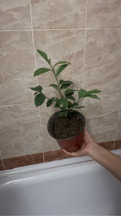 Комнатные растения